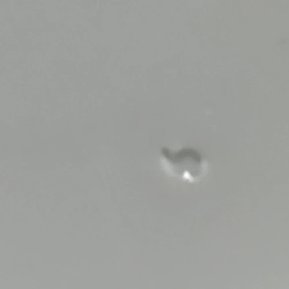 Favolina Karolina Jarolina‎ Poland China Dinner Plate Silver Scalloped 3879 3